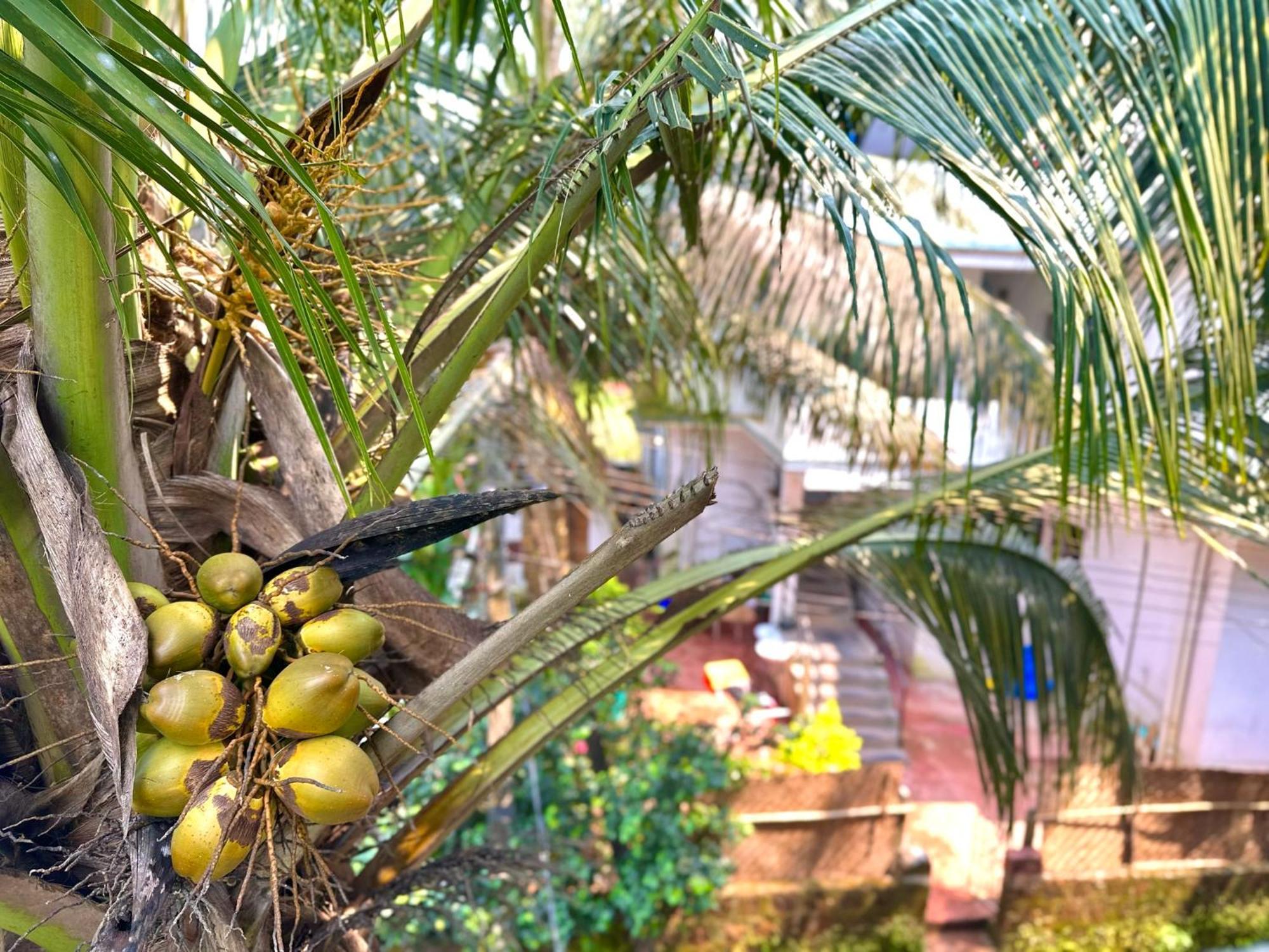 Tranquilo Arambol Hostel Exterior photo